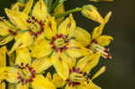 Earth loosestrife